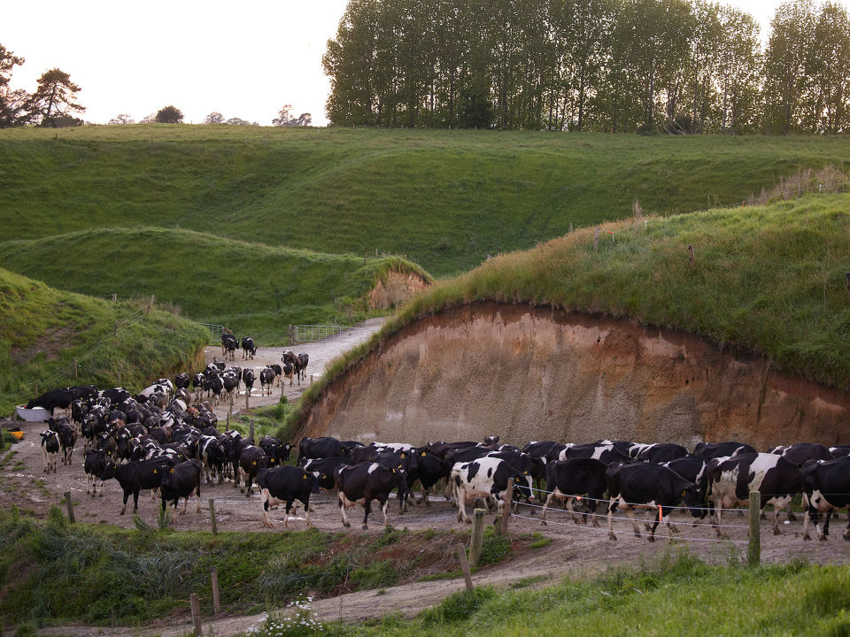 Dairy farms see unexpected rise in Serratia mastitis