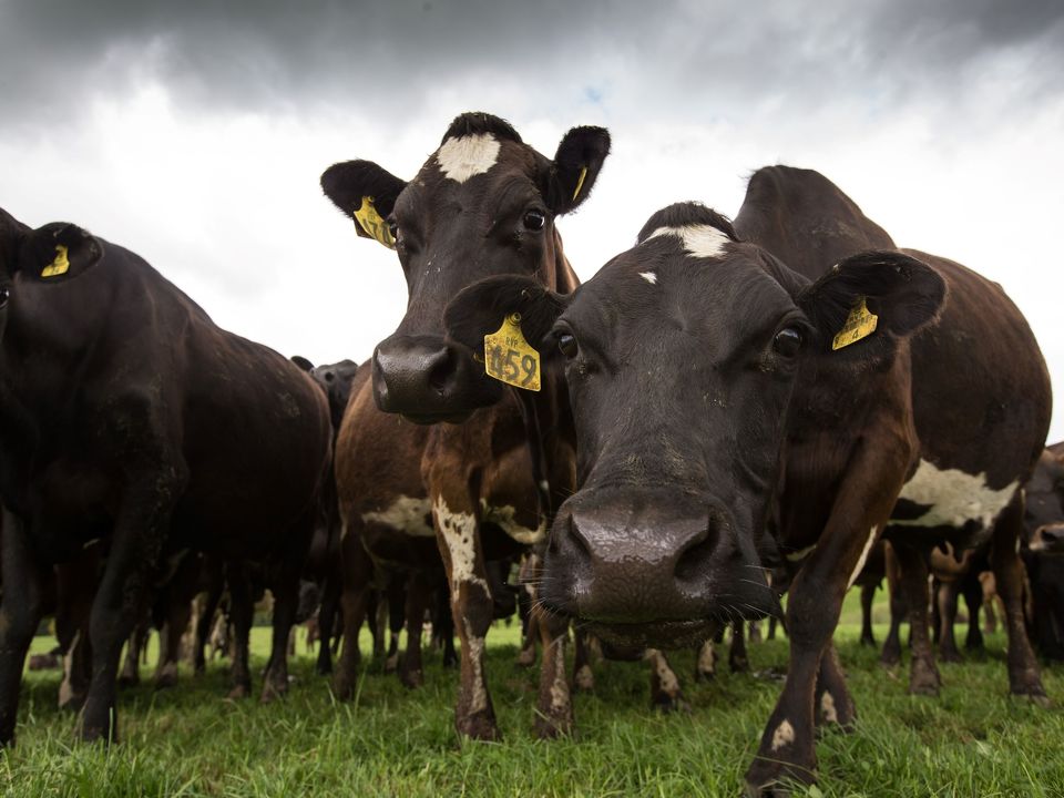 Using Stock Iodine 2.5% for iodine deficiency
