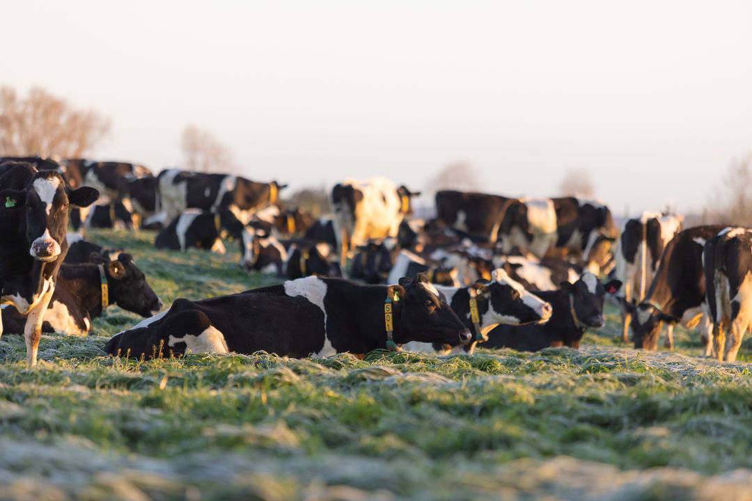 Mastitis prevention is transforming farming