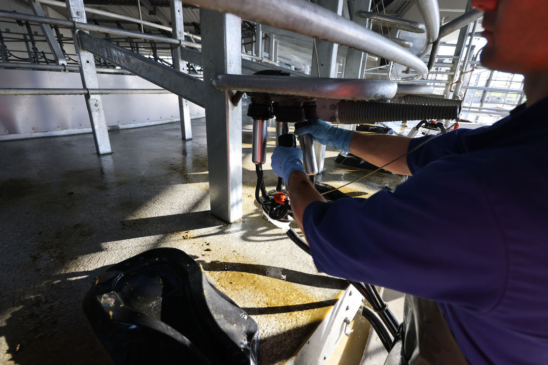 Milking plant start up