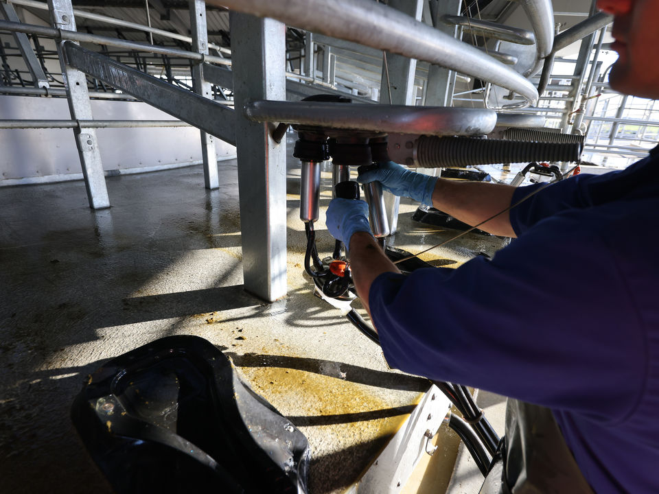 Milking plant start up