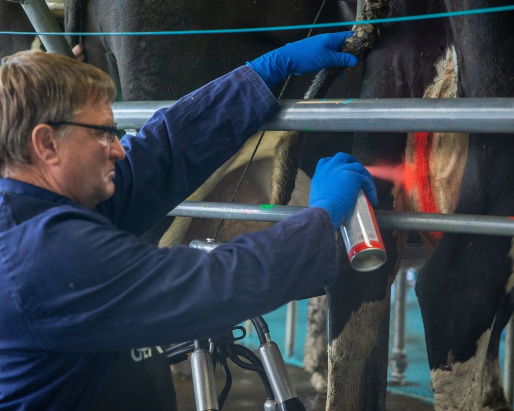 Udder marking systems