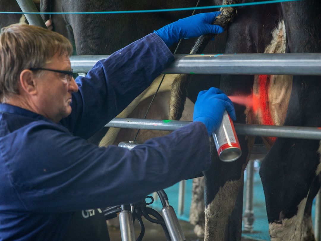 Udder marking systems