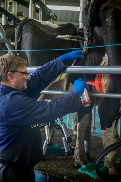 Udder marking systems