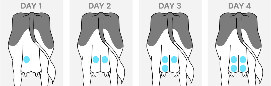 Udder marking systems