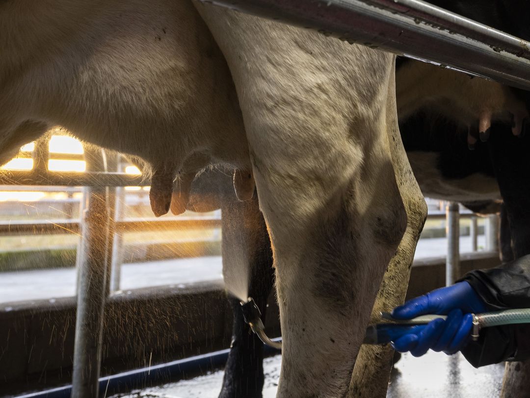 Prioritising teat health in the lead up to drying off