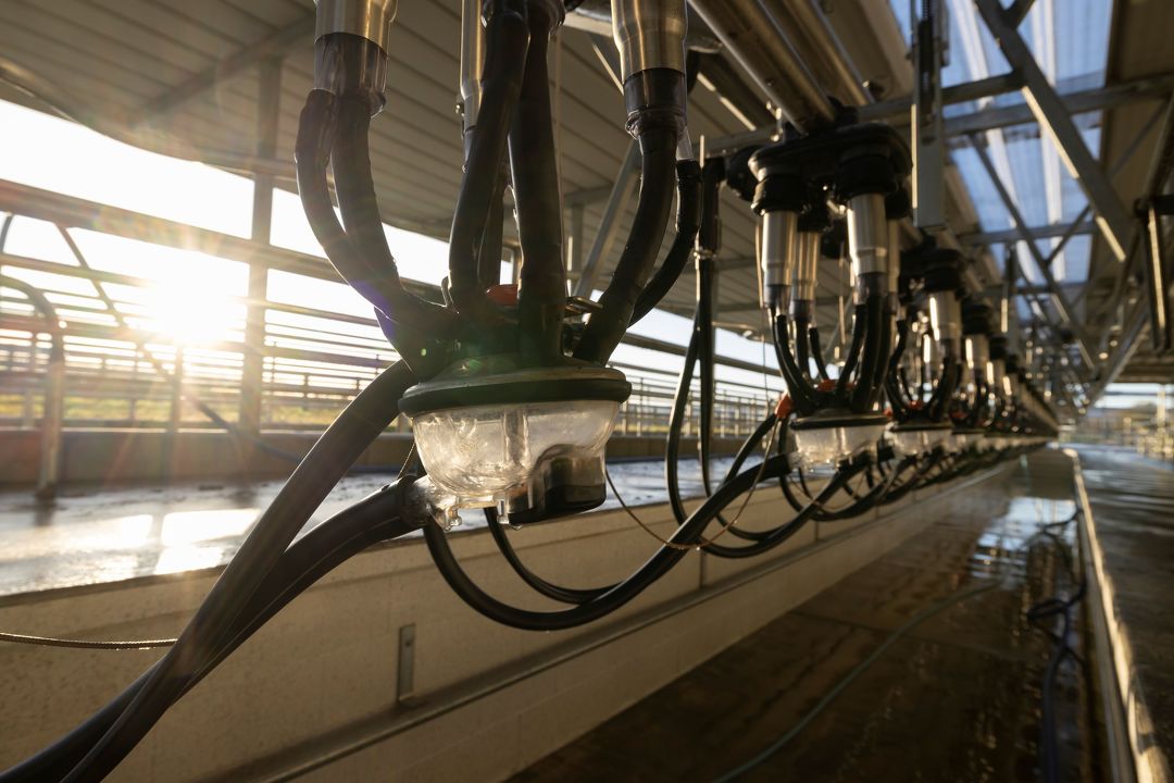 The 4 elements for cleaning your milking system