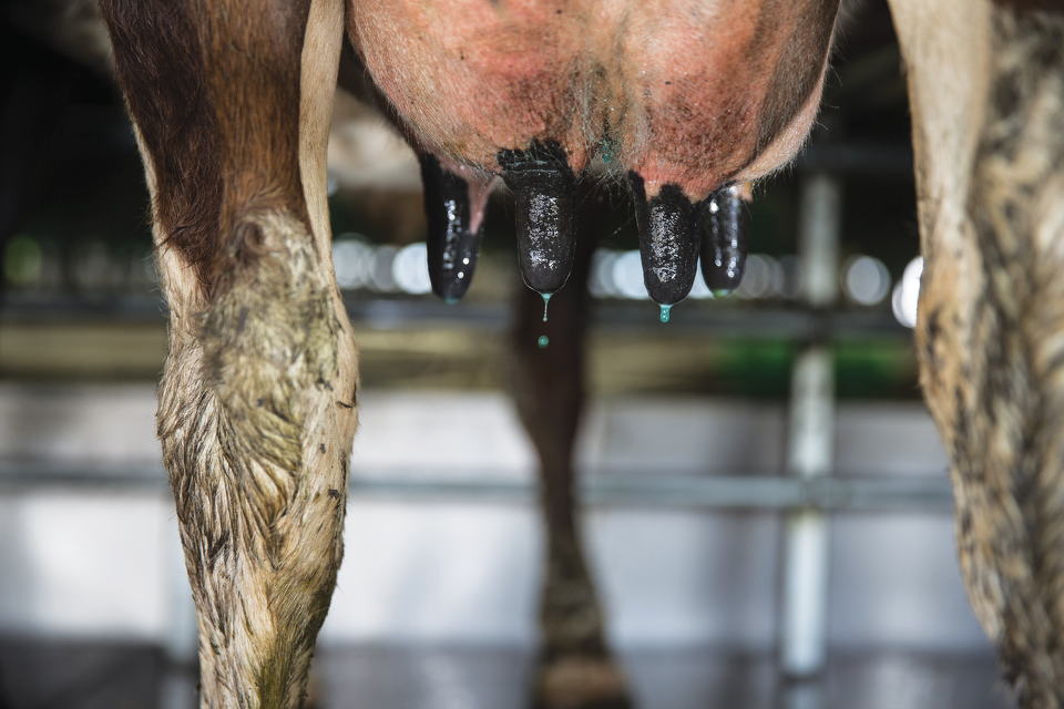 Udder Health