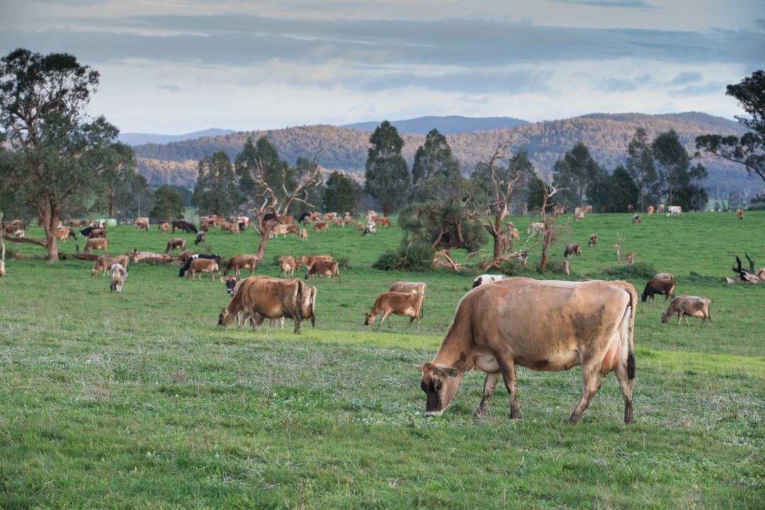 Controlling bloat in your herd