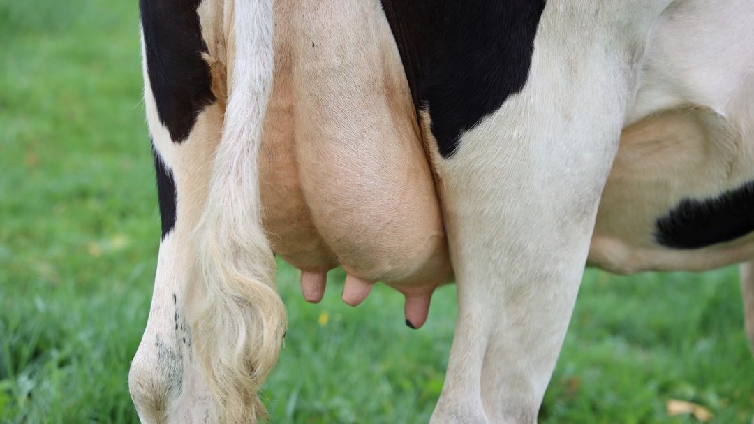 Udder health tips for early lactation