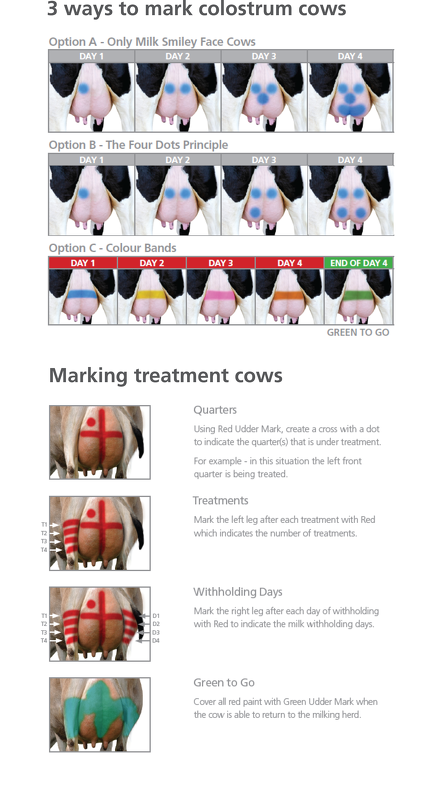 Marking colostrum cows after calving