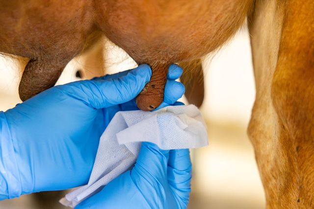 Udder Health