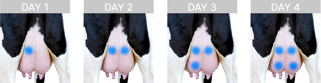 Udder marking systems