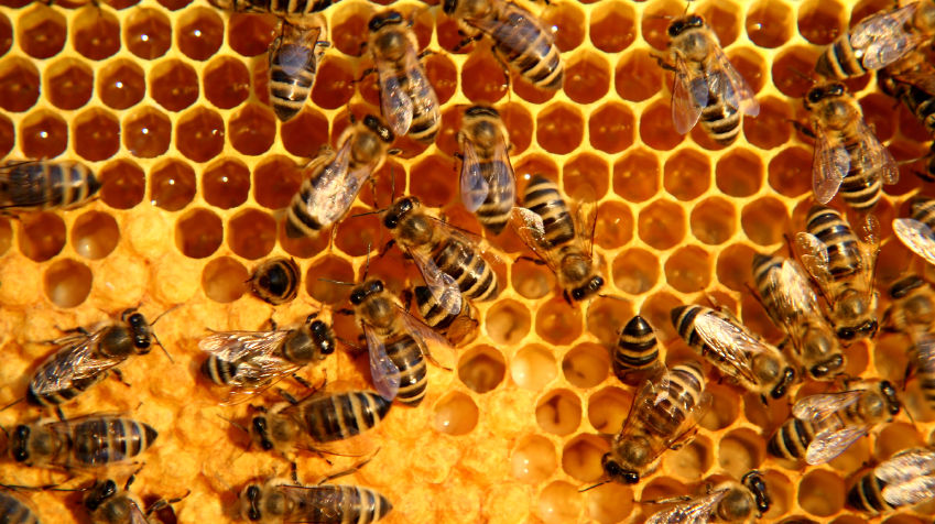 The buzz on Manuka honey in teat care