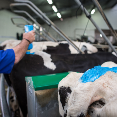 Tail Paint | Oil Based Paint | Animal Vivid Colour - Products | FIL - NZ