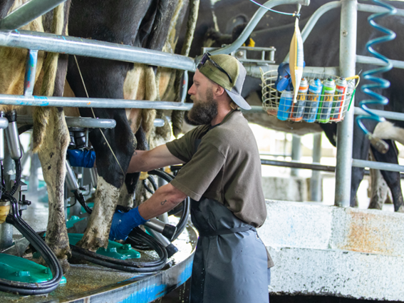 Milking freshly calved cows and controlling early lactation mastitis