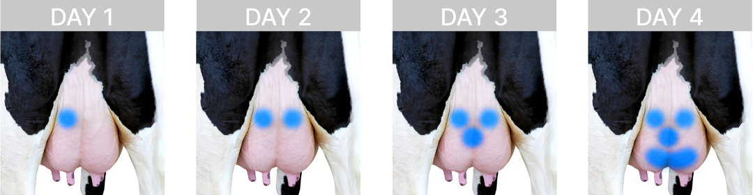 Udder marking systems