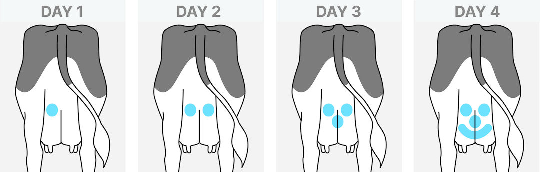 Udder marking systems