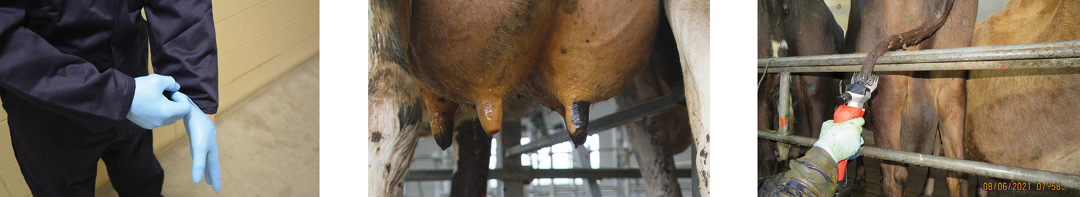 Milking freshly calved cows and controlling early lactation mastitis
