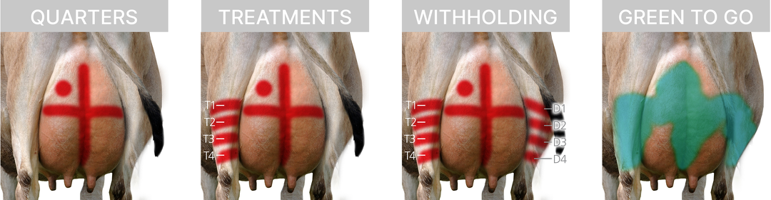 Udder marking systems